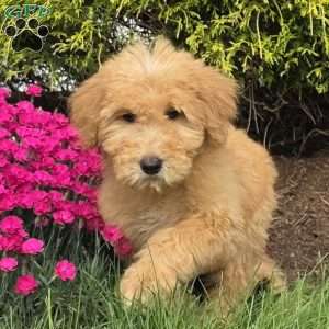 Roxy, Goldendoodle Puppy