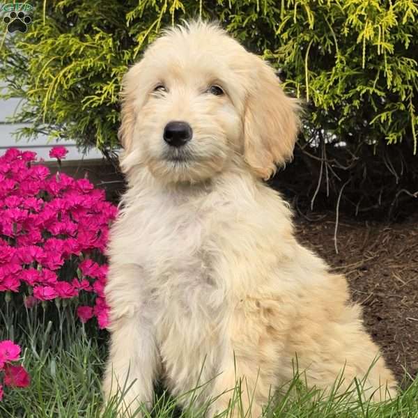 Molly, Goldendoodle Puppy