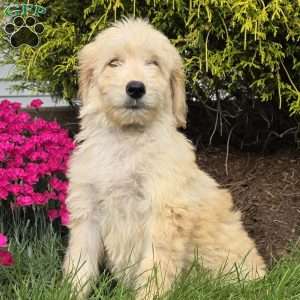 Molly, Goldendoodle Puppy
