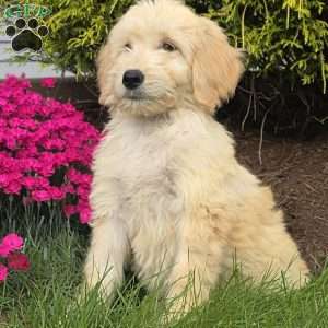 Molly, Goldendoodle Puppy