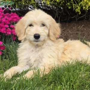 Molly, Goldendoodle Puppy