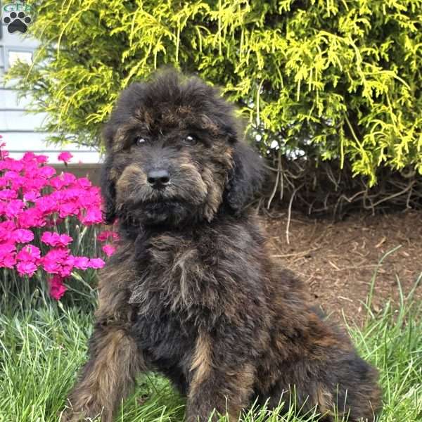 Abby, Goldendoodle Puppy
