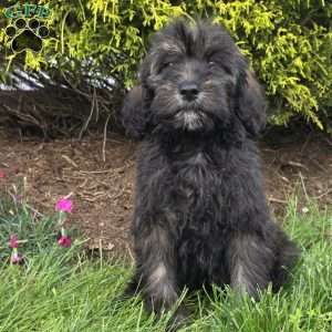 Maple, Goldendoodle Puppy