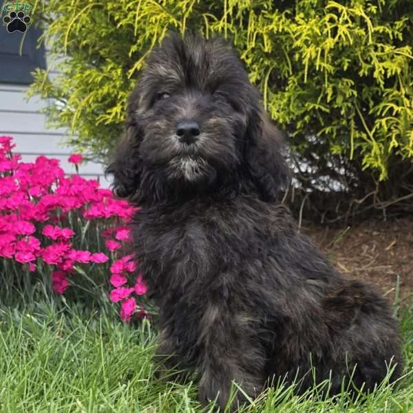 Maple, Goldendoodle Puppy