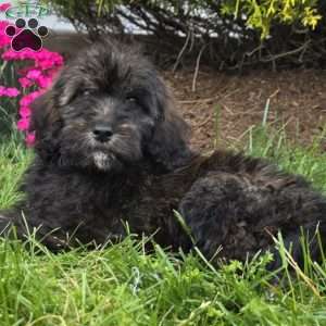 Maple, Goldendoodle Puppy