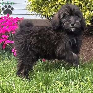 Maple, Goldendoodle Puppy