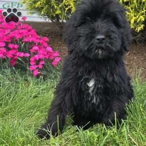 Milo, Goldendoodle Puppy