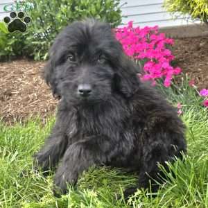Charlie, Goldendoodle Puppy