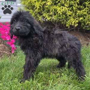 Charlie, Goldendoodle Puppy