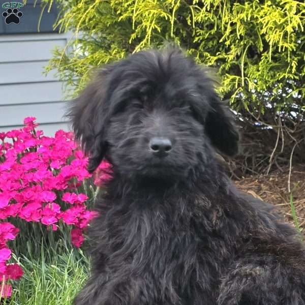 Charlie, Goldendoodle Puppy