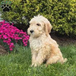 Max, Goldendoodle Puppy