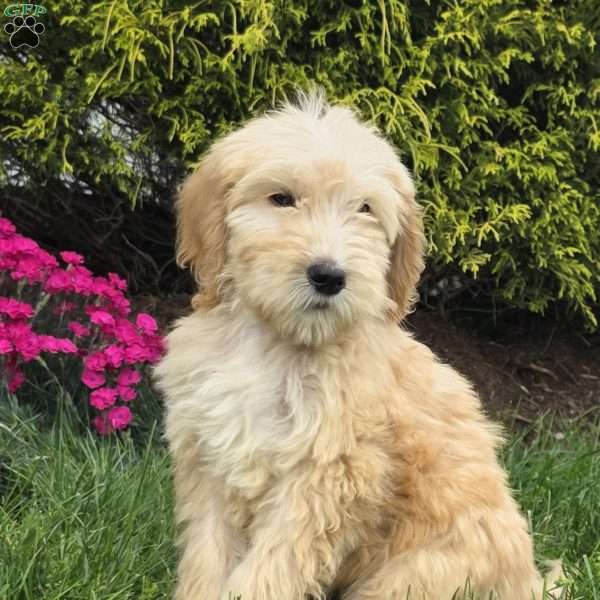 Max, Goldendoodle Puppy