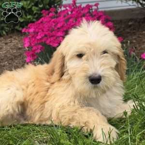 Max, Goldendoodle Puppy