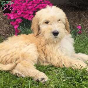 Max, Goldendoodle Puppy