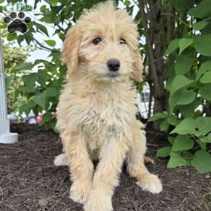 Millie, Goldendoodle Puppy