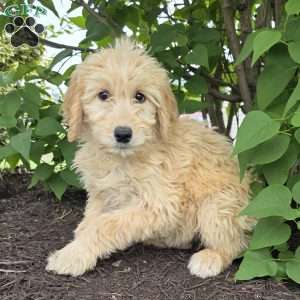 Millie, Goldendoodle Puppy