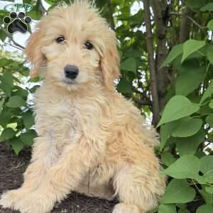 Millie, Goldendoodle Puppy