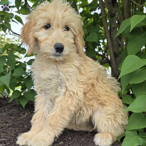 Millie, Goldendoodle Puppy