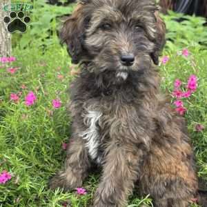 Stella, Goldendoodle Puppy