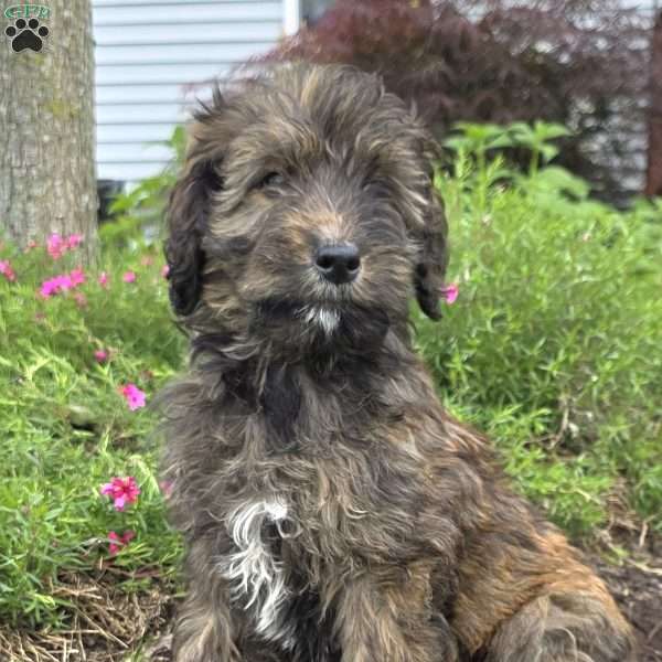 Stella, Goldendoodle Puppy