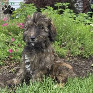 Stella, Goldendoodle Puppy