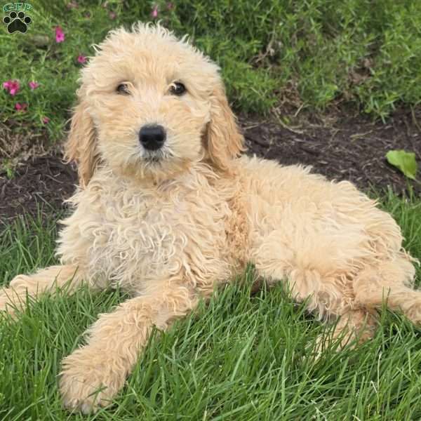 Gabe, Goldendoodle Puppy