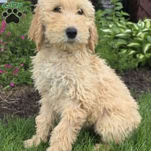 Gabe, Goldendoodle Puppy