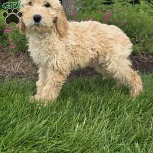 Gabe, Goldendoodle Puppy