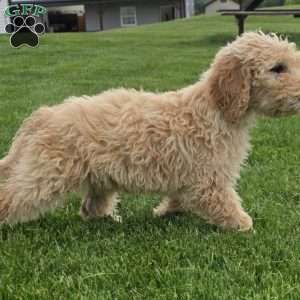 Bella, Goldendoodle Puppy