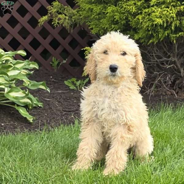 Bella, Goldendoodle Puppy