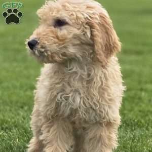 Bella, Goldendoodle Puppy