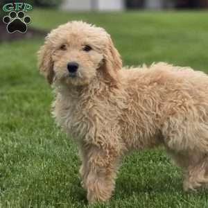 Bella, Goldendoodle Puppy