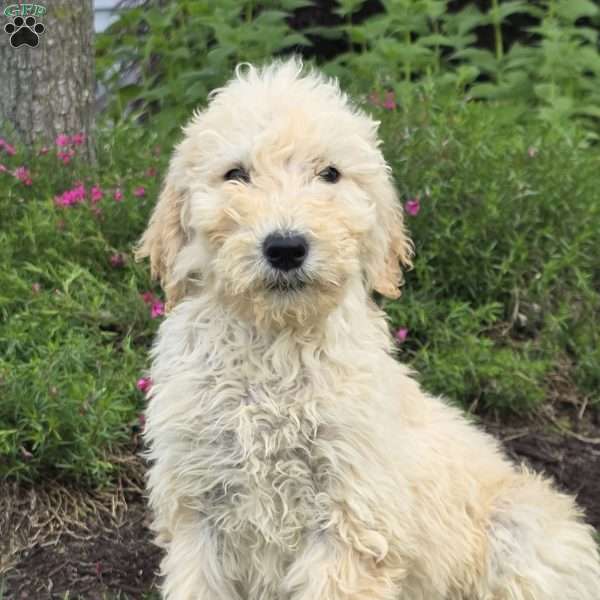 Jeff, Goldendoodle Puppy