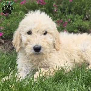 Jeff, Goldendoodle Puppy