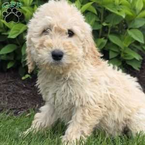 Jeff, Goldendoodle Puppy