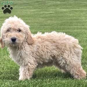 Jeff, Goldendoodle Puppy