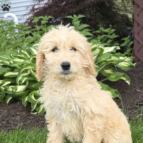 Jessica, Goldendoodle Puppy