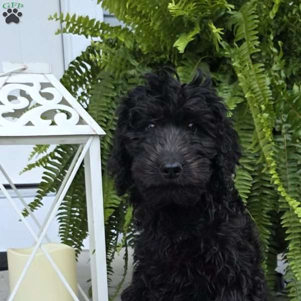 Gracie, Goldendoodle Puppy