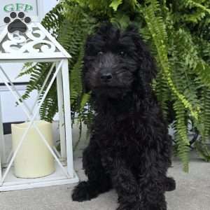 Gracie, Goldendoodle Puppy
