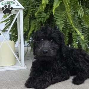 Gracie, Goldendoodle Puppy