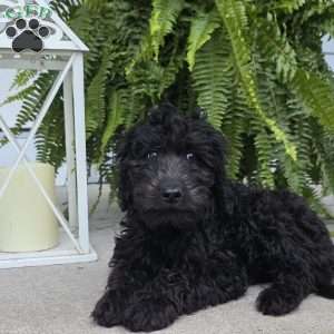 Gracie, Goldendoodle Puppy