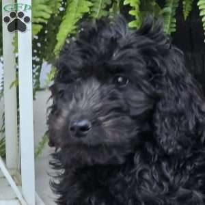 Gracie, Goldendoodle Puppy