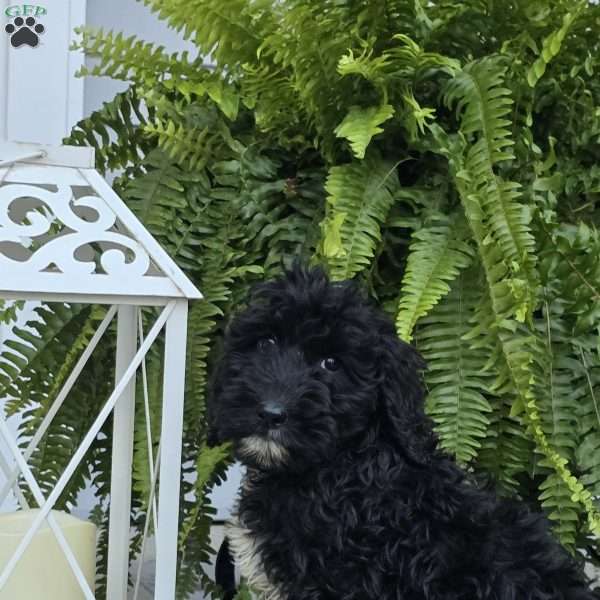 Trisha, Goldendoodle Puppy