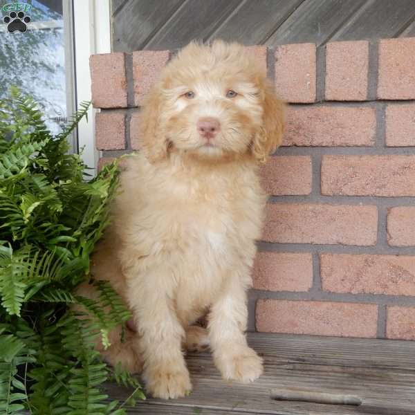 Darla, Labradoodle Puppy