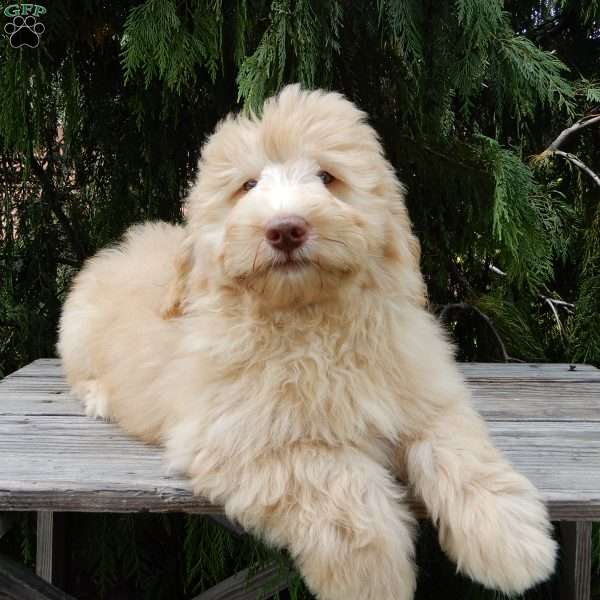 Dallas, Labradoodle Puppy