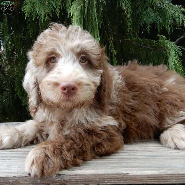 Dale, Labradoodle Puppy