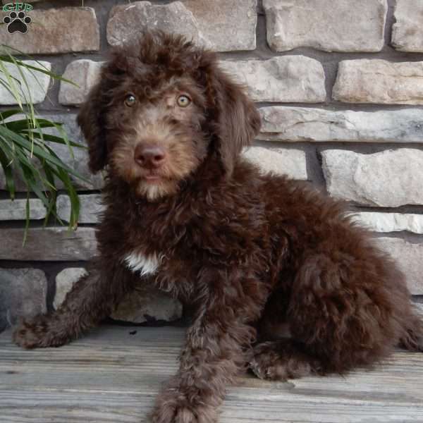 Lulu, Mini Labradoodle Puppy