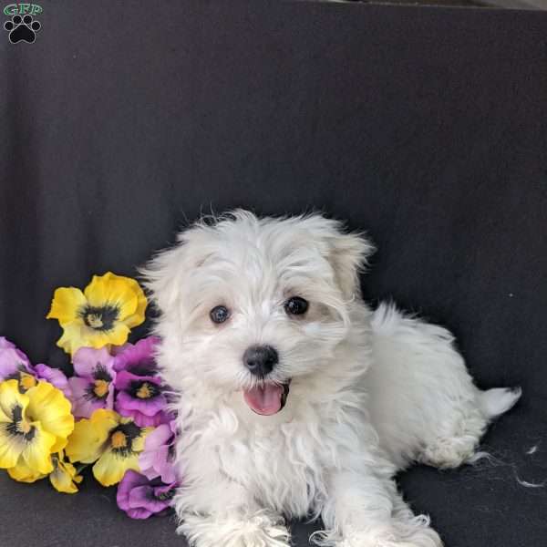 Teddy, Maltese Puppy