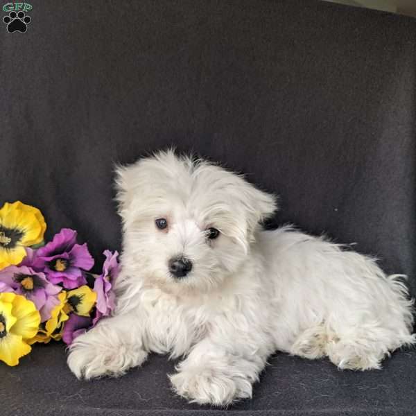 Biscuit, Maltese Puppy