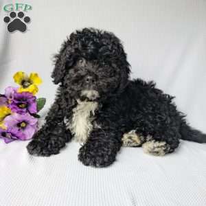 Harley, Shih-Poo Puppy